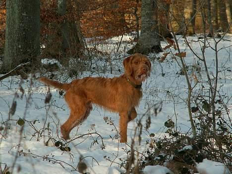 Ruhåret vizsla Casanova - Casa på jagt i skoven d. 22/1 2006. billede 4