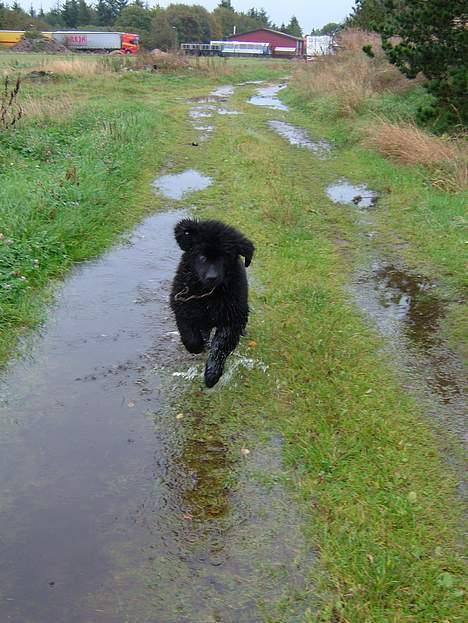 Newfoundlænder Samson (R.I.P 15.juni 09) - Her er jeg ca. 6 mdr. gammel, en rigtig bølle! billede 5