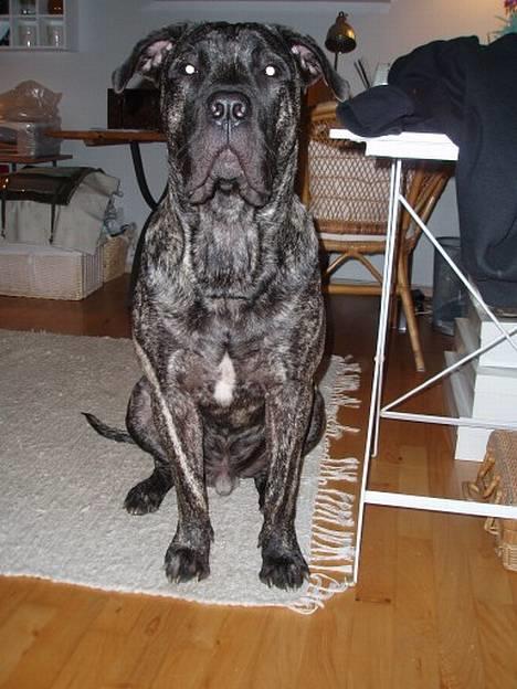 Dogo canario § Ricko § R.I.P MIN BEDSTE VEN! billede 10