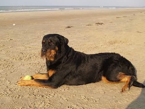 Rottweiler Bondo - Ahh herligt med lidt sol til min blege krop *G* billede 8