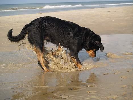 Rottweiler Bondo - Ha ha jeg ved far bliver sur når jeg skal ind i bilen igen, men jeg kan altså ikke lade være *G* billede 9