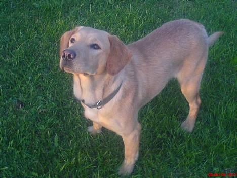 Labrador retriever sita billede 12