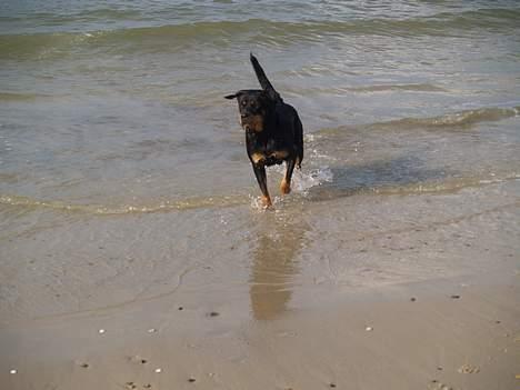Rottweiler Bondo - Jeg elsker bare at bade... billede 10