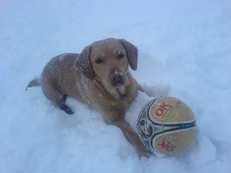 Labrador retriever sita billede 13