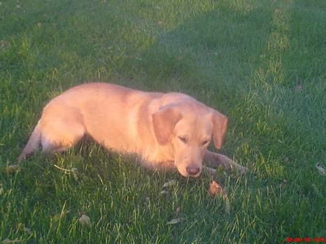 Labrador retriever sita billede 14