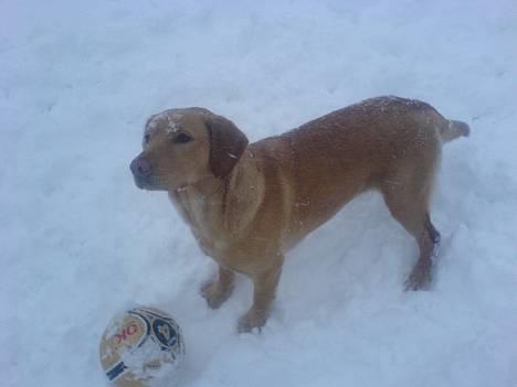 Labrador retriever sita billede 15