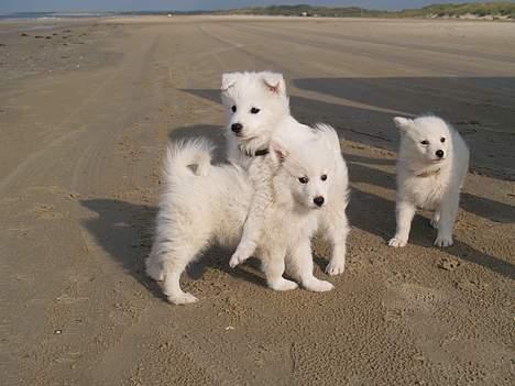 Dansk Spids Elvis - Her er vi ved stranden billede 6