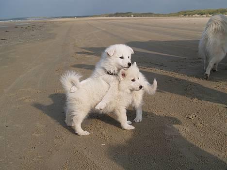 Dansk Spids Elvis - Vi hygger os billede 7