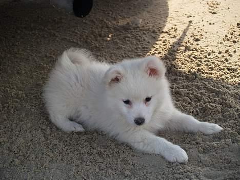 Dansk Spids Elvis - Er jeg ikke dejlig????? billede 9