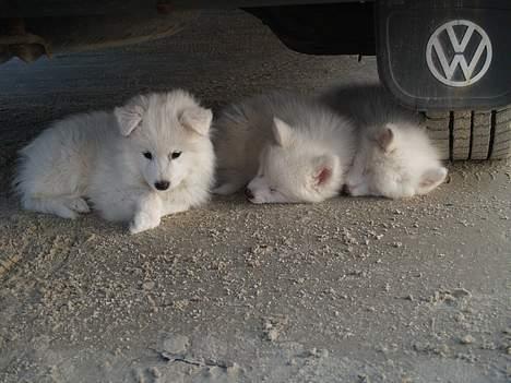 Dansk Spids Elvis - Jeg er på stranden,men det er lidt "farligt" billede 10