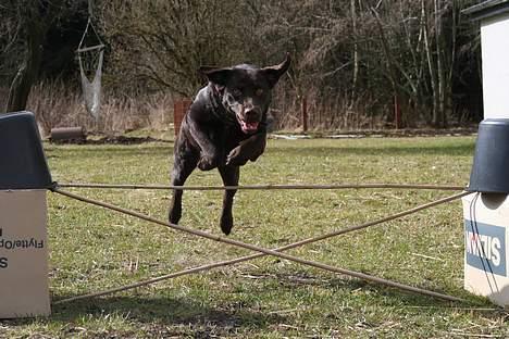 Labrador retriever Tigi billede 1