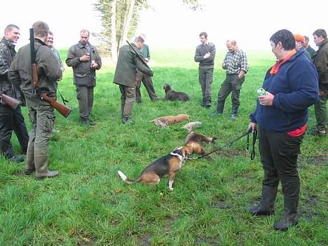 Beagle Bimmer - jubii.. så blev det endelig  1. oktober, der blev skudt 2 rådyr og en hare, men vi fik set meget mere  billede 9
