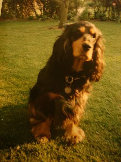 Cocker spaniel Daisy † R.I.P †  - Dejlige hund:) billede 6