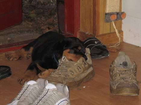 Rottweiler Manson *11/2-2009* billede 14