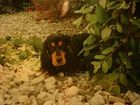 Cocker spaniel Daisy † R.I.P †  - Hun gemmer sig vidst lidt..hehe:D billede 7
