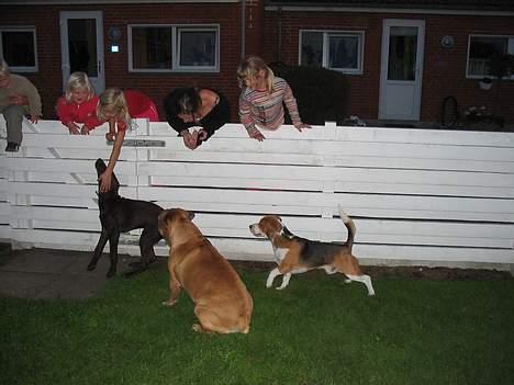 Beagle Bimmer - mig og mine venner Uffe og albert billede 10