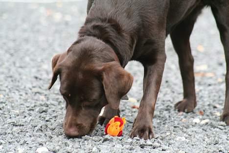 Labrador retriever Tigi billede 2