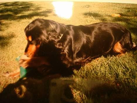 Cocker spaniel Daisy † R.I.P †  - Hun ligger vist og gnaver i et eller andet..hehe:D billede 8