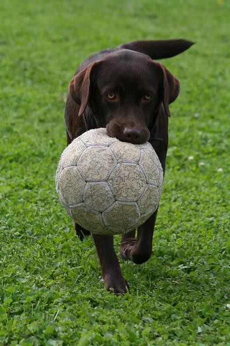Labrador retriever Tigi billede 3