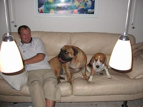 Beagle Bimmer - mon der vanker noget kage billede 11