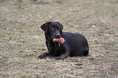 Labrador retriever Tigi billede 4