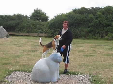Beagle Bimmer - sådan kan jeg bedst lide katte billede 12