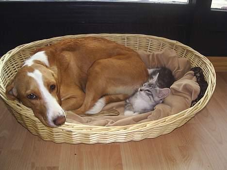 Blanding af racer Luna ( RIP d. 07/11) billede 2