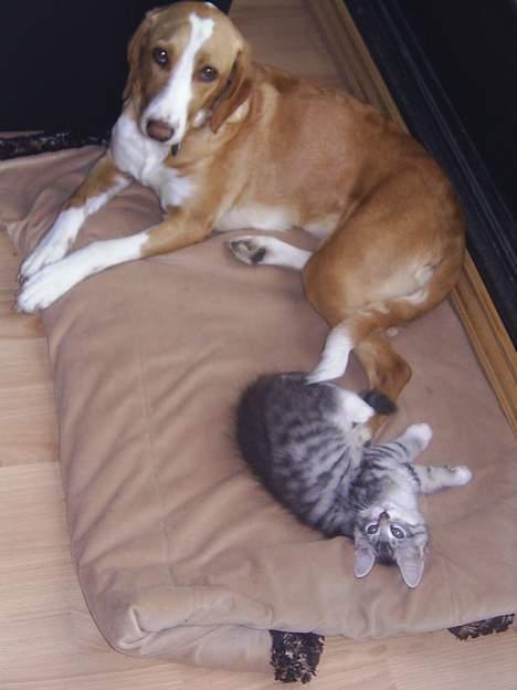 Blanding af racer Luna ( RIP d. 07/11) billede 3