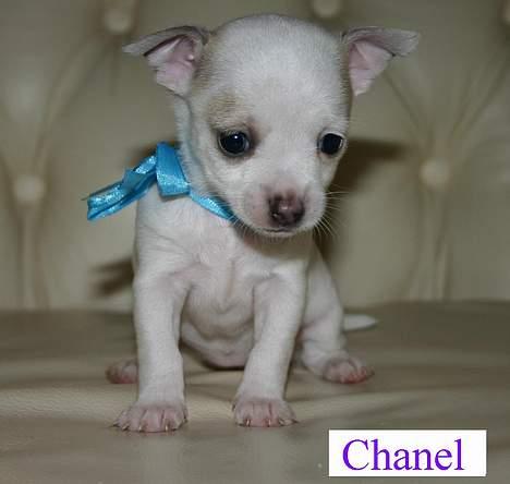 Chihuahua Barbie-Chanel - Er jeg ikke bare nuttet?  billede 1