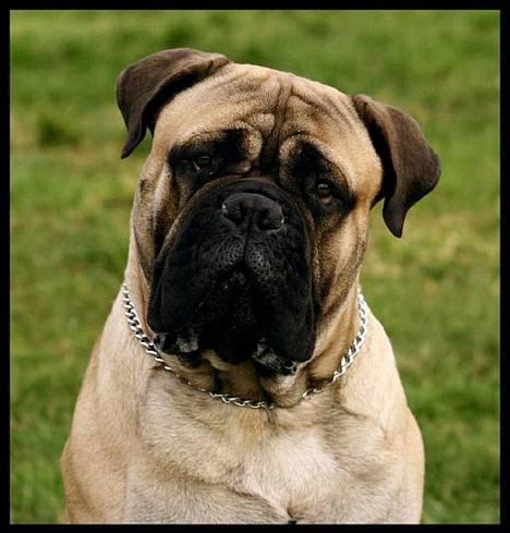 Bullmastiff Goya*elsker dig min skat* - Smukke Goya 2007 billede 1