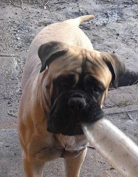 Bullmastiff Goya*elsker dig min skat* - Hey moaarr....luk mig ind....... billede 2