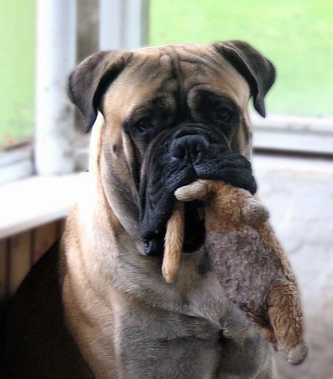Bullmastiff Goya*elsker dig min skat* - min bamse! billede 3