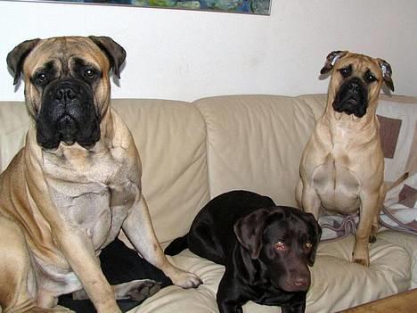 Bullmastiff Goya*elsker dig min skat* - Hjemmehygge.........mig og mit crew... ;o) billede 4