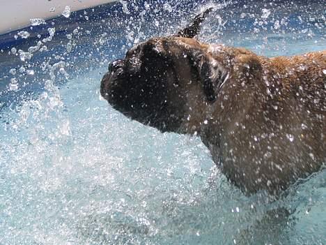 Bullmastiff Goya*elsker dig min skat* - Beethoven..nej det er da bare Goya.. billede 5