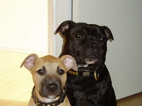 Staffordshire bull terrier Cani - Mig og så min "kusine" Zigga billede 4