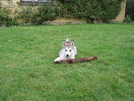 Alaskan malamute Chewie **Død feb 07** - Chewie 8 uger billede 2