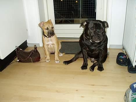 Staffordshire bull terrier Cani - Blir det snart til noget med den gåtur..... billede 5