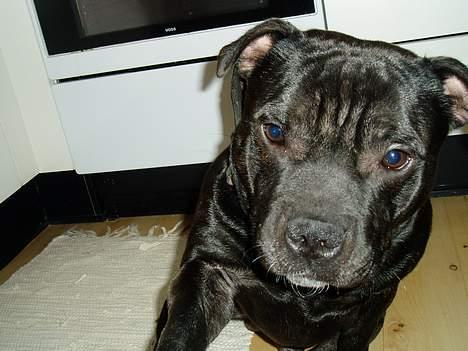 Staffordshire bull terrier Cani billede 6
