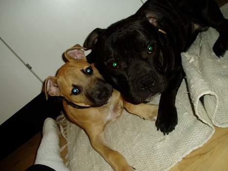 Staffordshire bull terrier Cani - Vi er venner - vi 2  billede 7