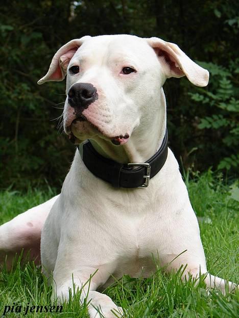Dogo argentino loco billede 1
