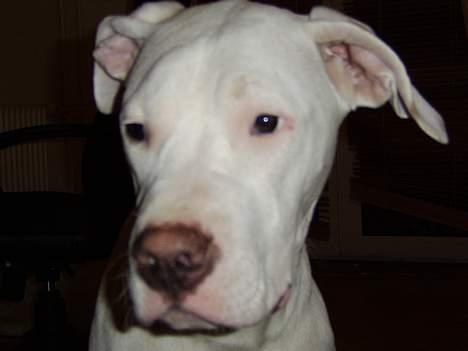 Dogo argentino loco billede 2