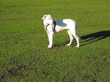 Dogo argentino loco billede 3
