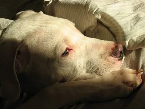 Dogo argentino loco billede 4