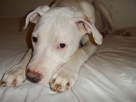 Dogo argentino loco billede 5