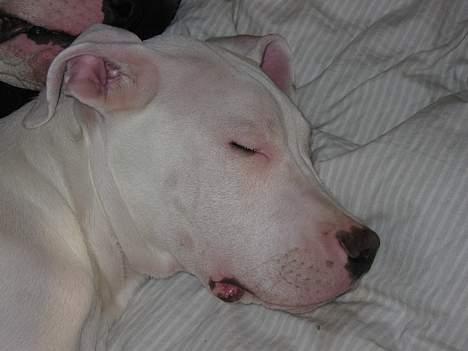 Dogo argentino loco billede 6