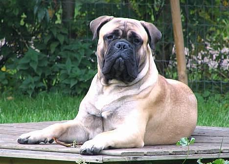 Bullmastiff Goya*elsker dig min skat* - Kongen på tronen billede 6