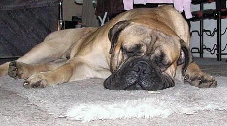 Bullmastiff Goya*elsker dig min skat* - flyderen...... billede 7