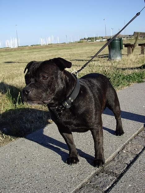 Staffordshire bull terrier Cani - En hund! billede 8