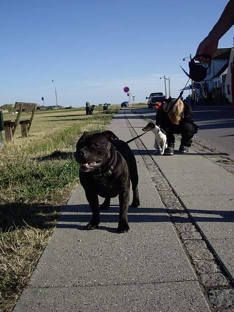 Staffordshire bull terrier Cani - Hvaaaad, hvornår kan vi gå videre Myr. billede 9