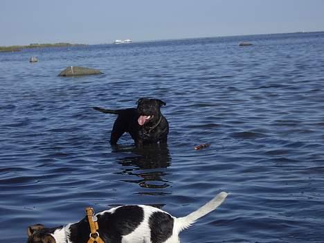 Staffordshire bull terrier Cani - En ægte vandhund. billede 10